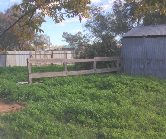 Real Estate in Walgett