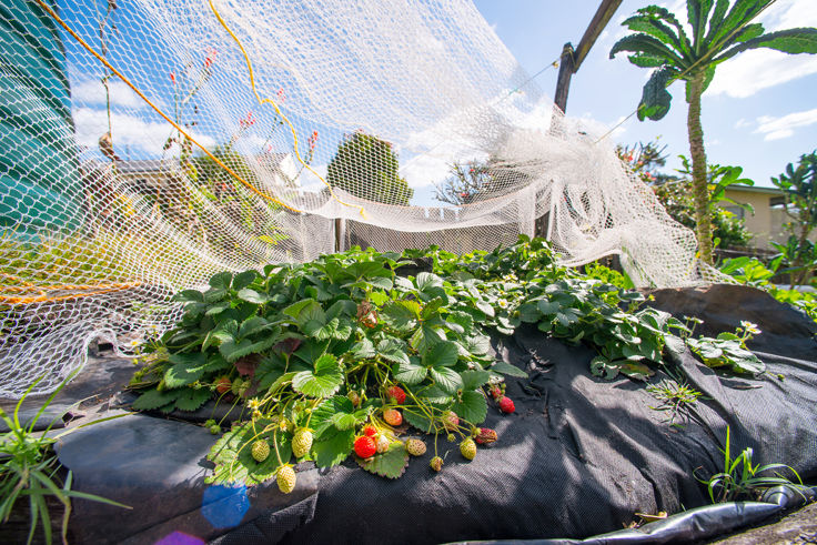 Real Estate in Lismore Heights