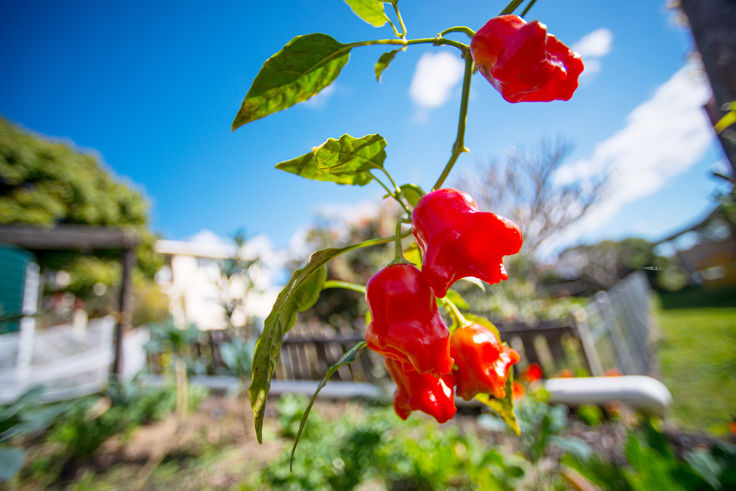 Real Estate in Lismore Heights