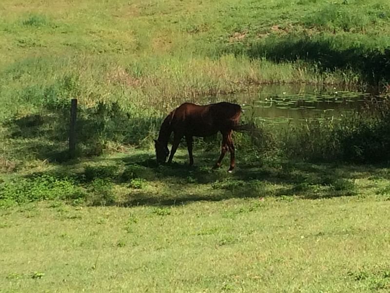 Real Estate in Palmwoods