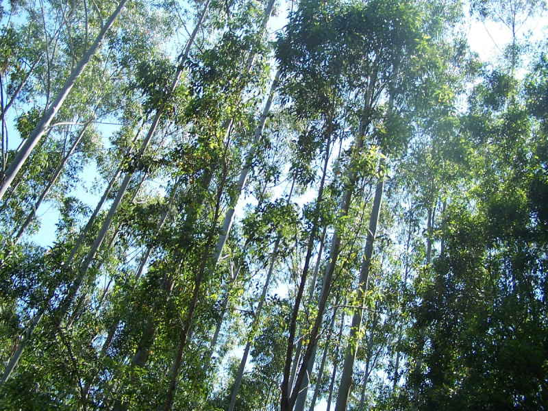 Real Estate in Nabiac