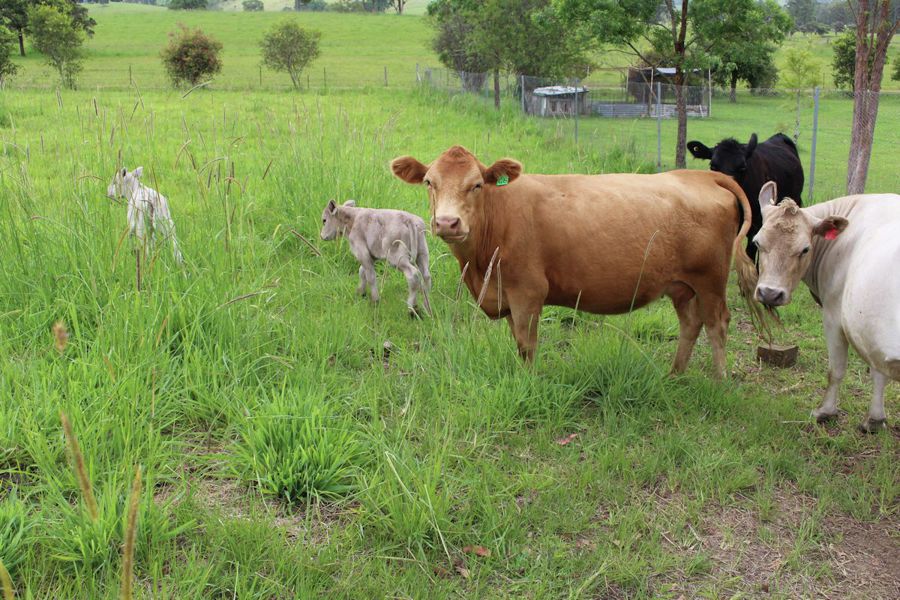 Selling your property in Dyers Crossing