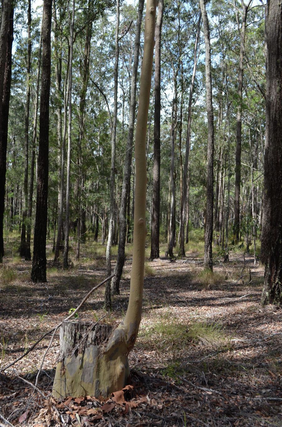 Open for inspection in Nabiac