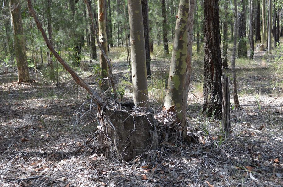 Selling your property in Nabiac