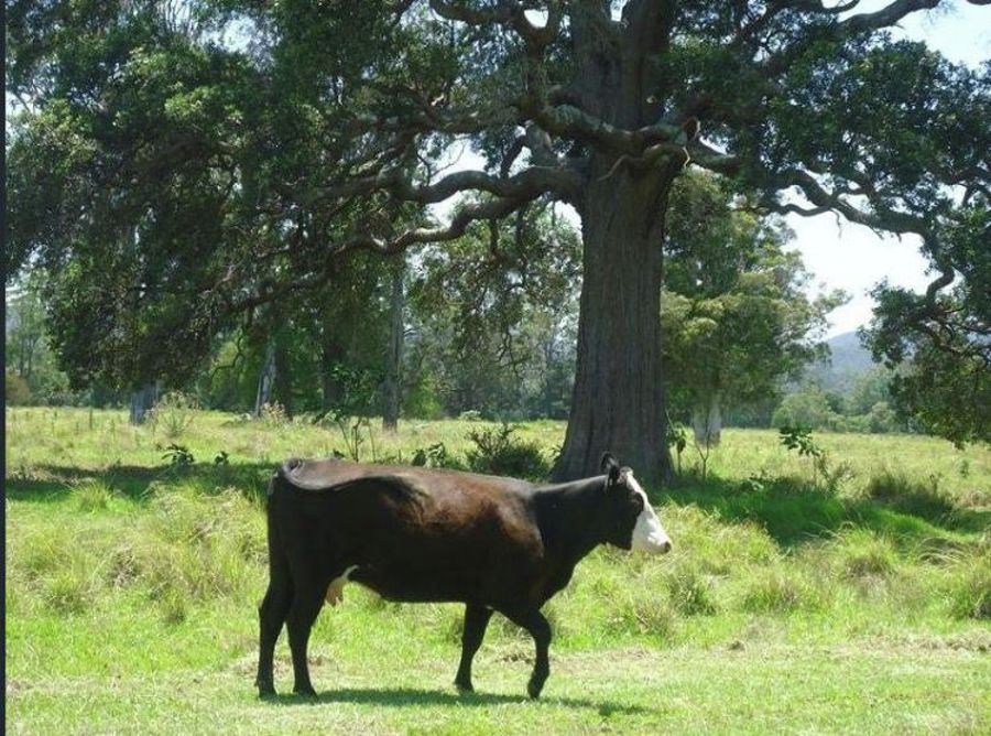 Real Estate in Dyers Crossing