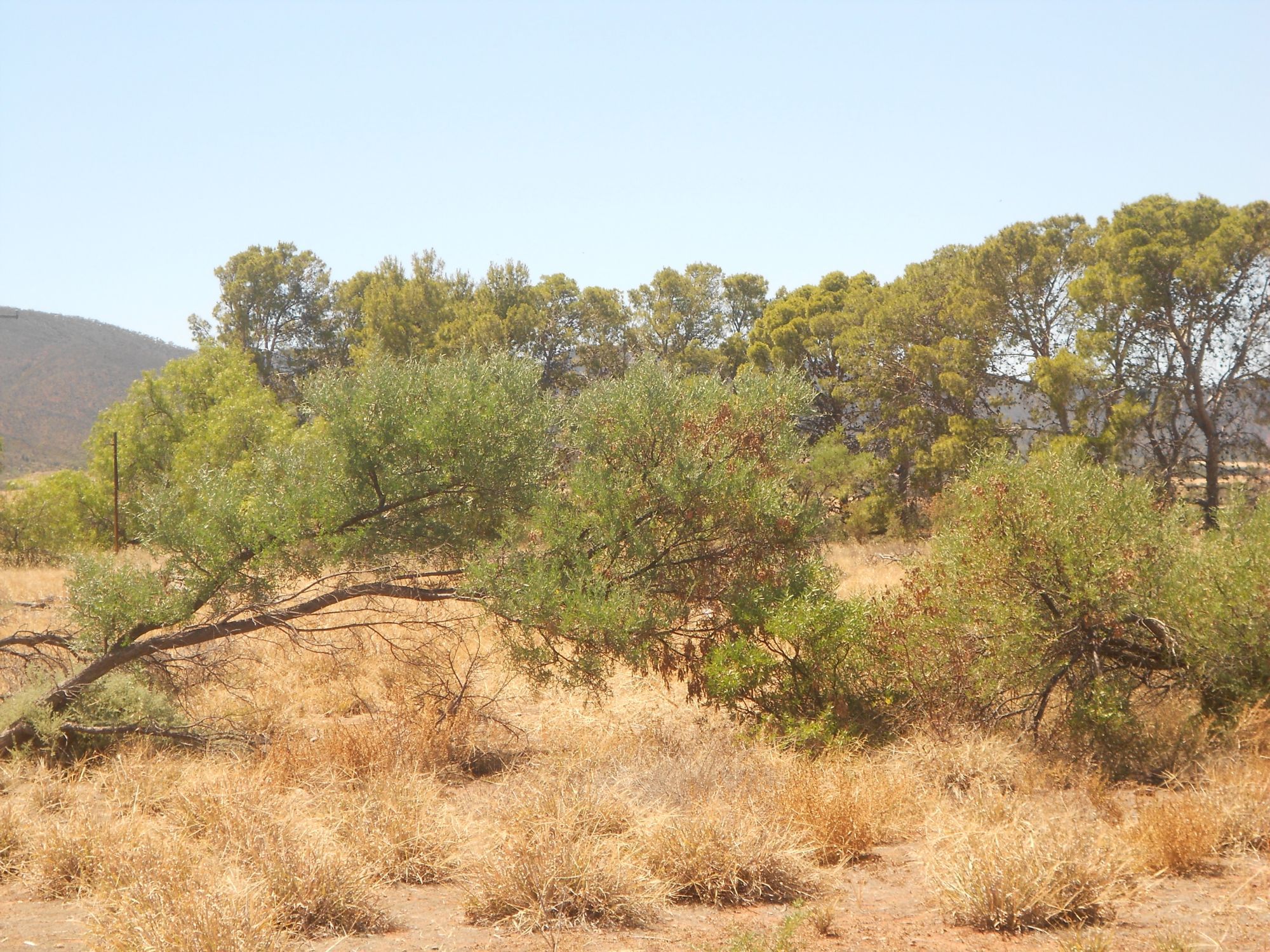 Nelshaby Properties For Sale