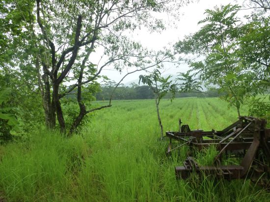 Babinda real estate For Sale