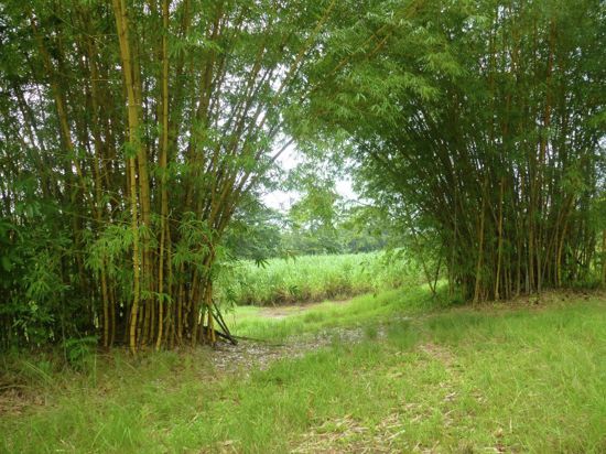 Open for inspection in Babinda