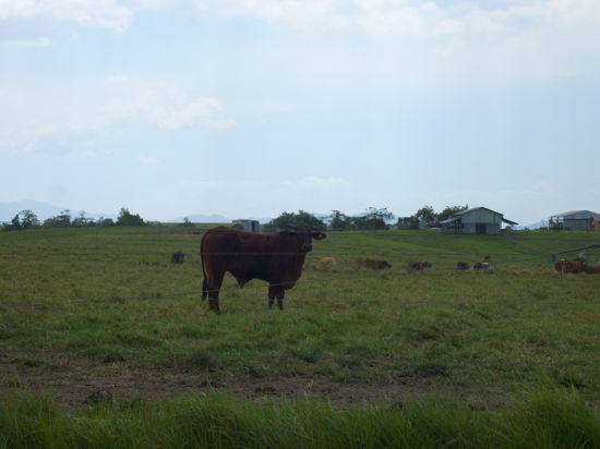 Real Estate in Moresby