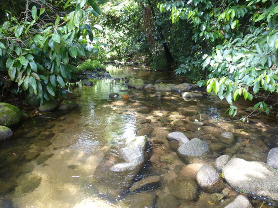 Cairns real estate For Sale