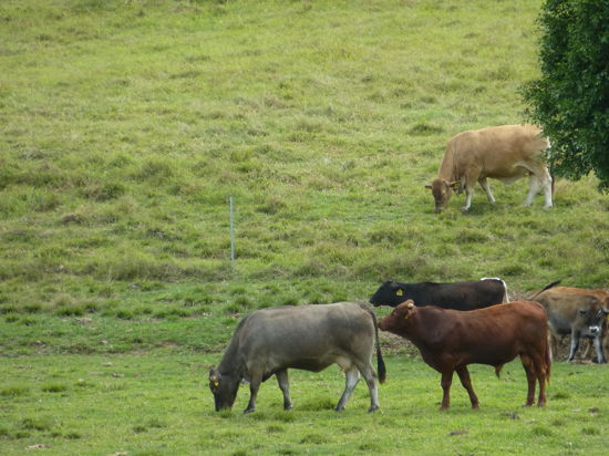 Open for inspection in Cairns