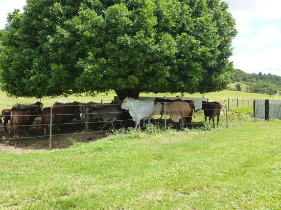 Cairns Properties For Sale