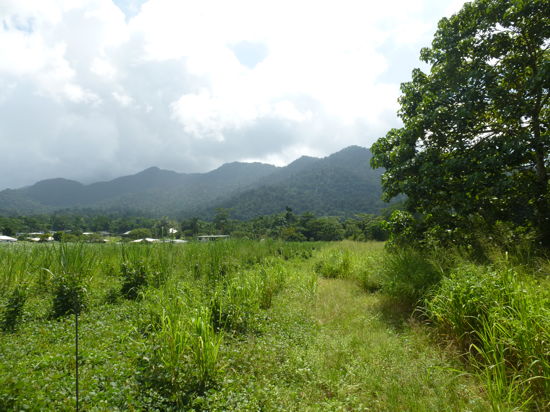Real Estate in Babinda