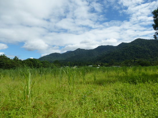Real Estate in Babinda