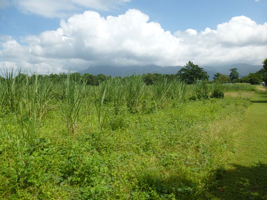 Real Estate in Babinda