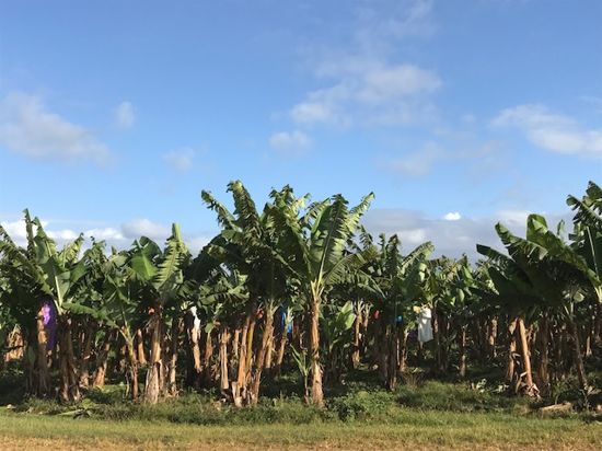 Property For Sale in Eubenangee