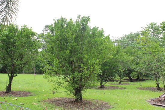 Real Estate in Babinda