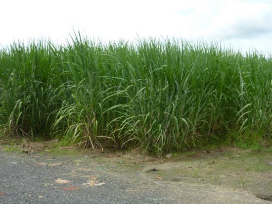 Innisfail real estate For Sale