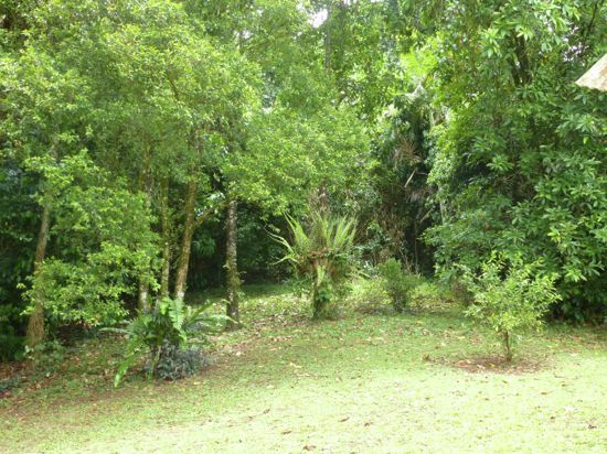 Real Estate in Babinda