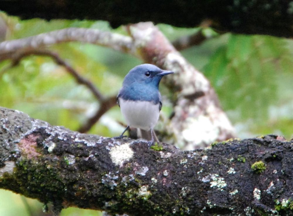 Birdlife is abundant