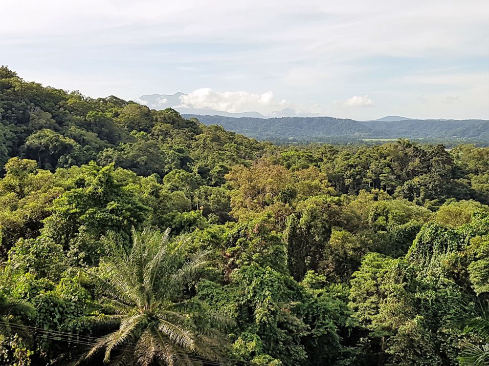 View of Thornton Peak in the afternoon sunshine