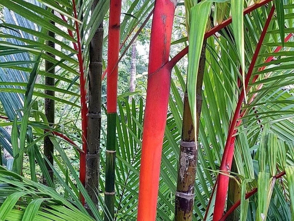 Lipstick palms from the bedroom terrace