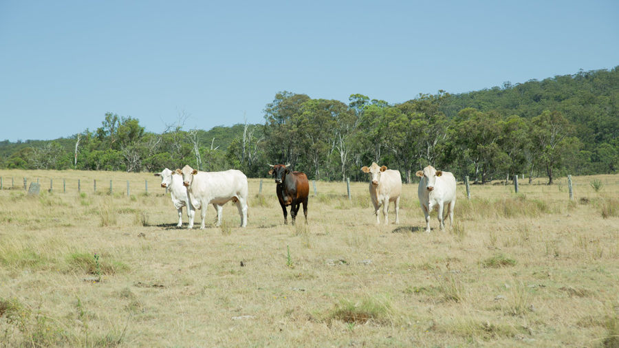 Real Estate in Tenterfield