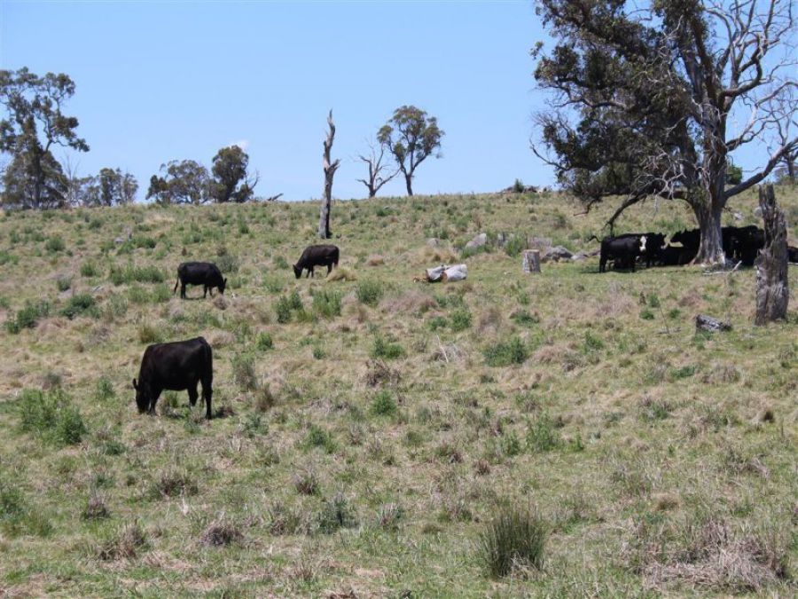 Real Estate in Tenterfield