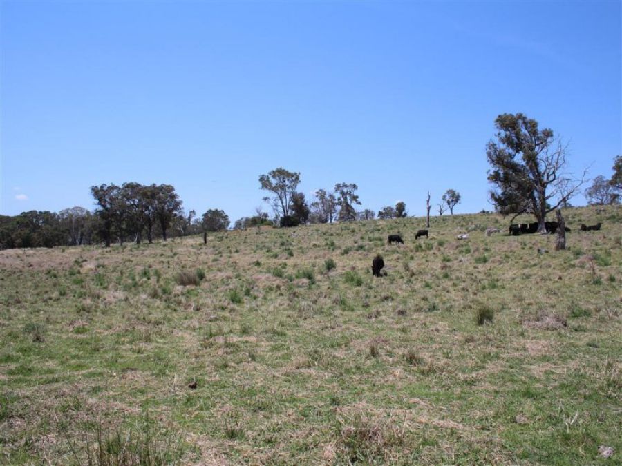 Real Estate in Tenterfield