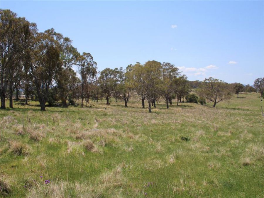 Real Estate in Tenterfield