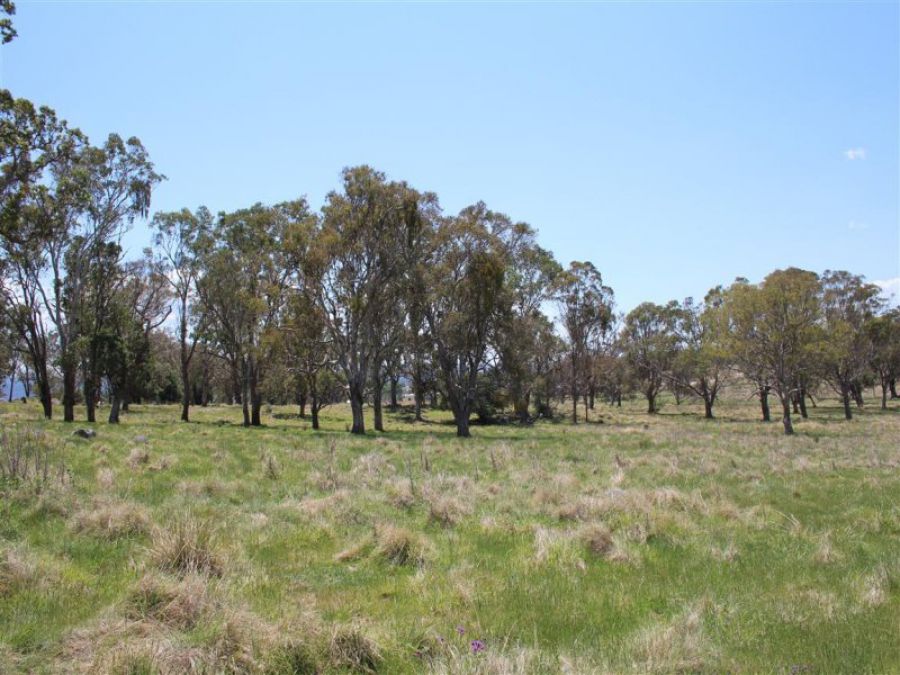 Real Estate in Tenterfield