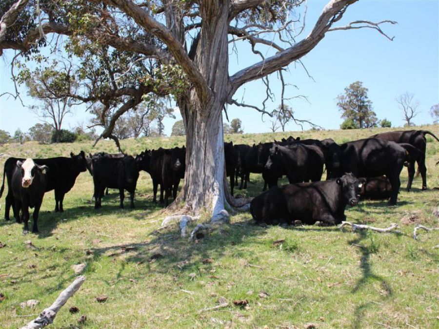 Tenterfield real estate Sold