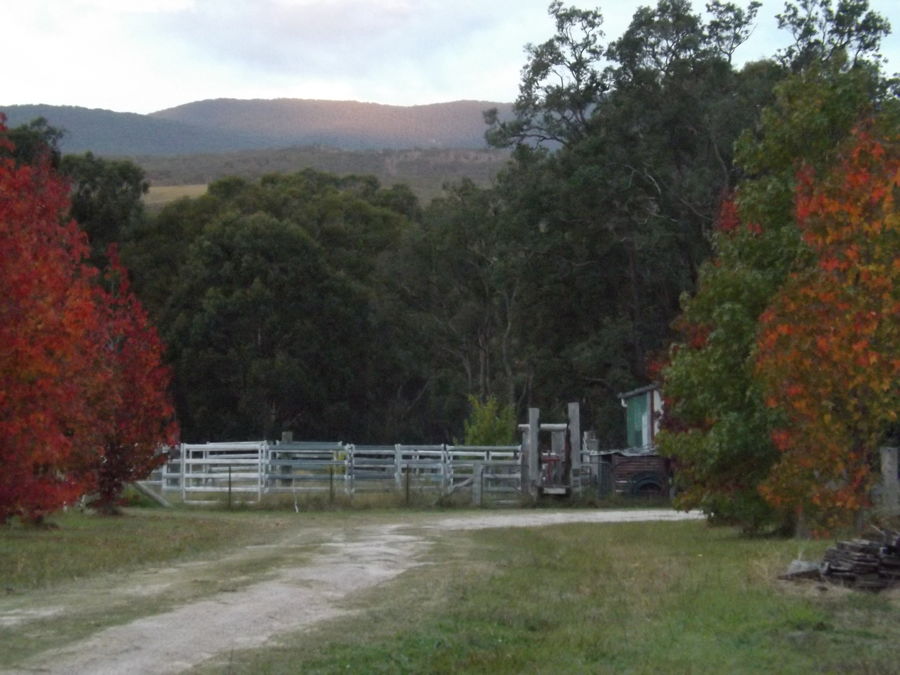 Tenterfield real estate For Sale