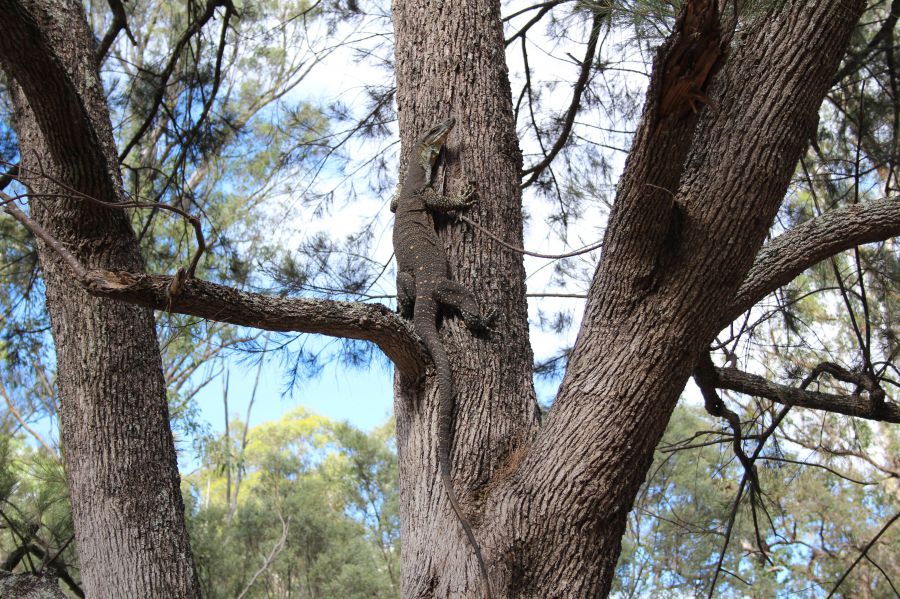 Real Estate in Tenterfield