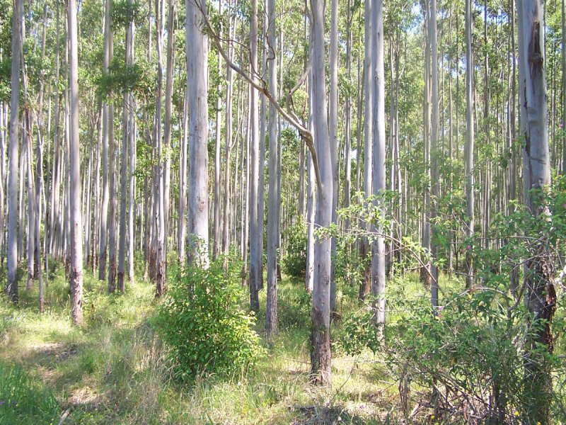 Nabiac real estate Sold