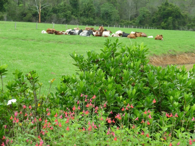 Real Estate in Firefly