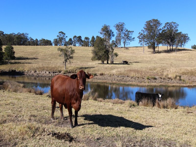 Real Estate in Firefly