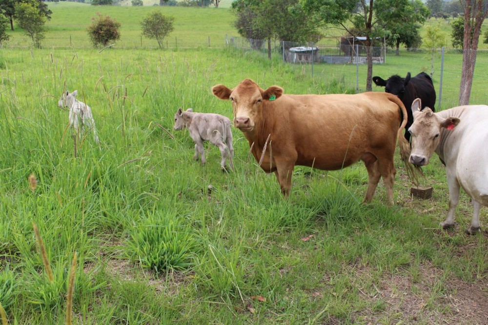 Selling your property in Dyers Crossing