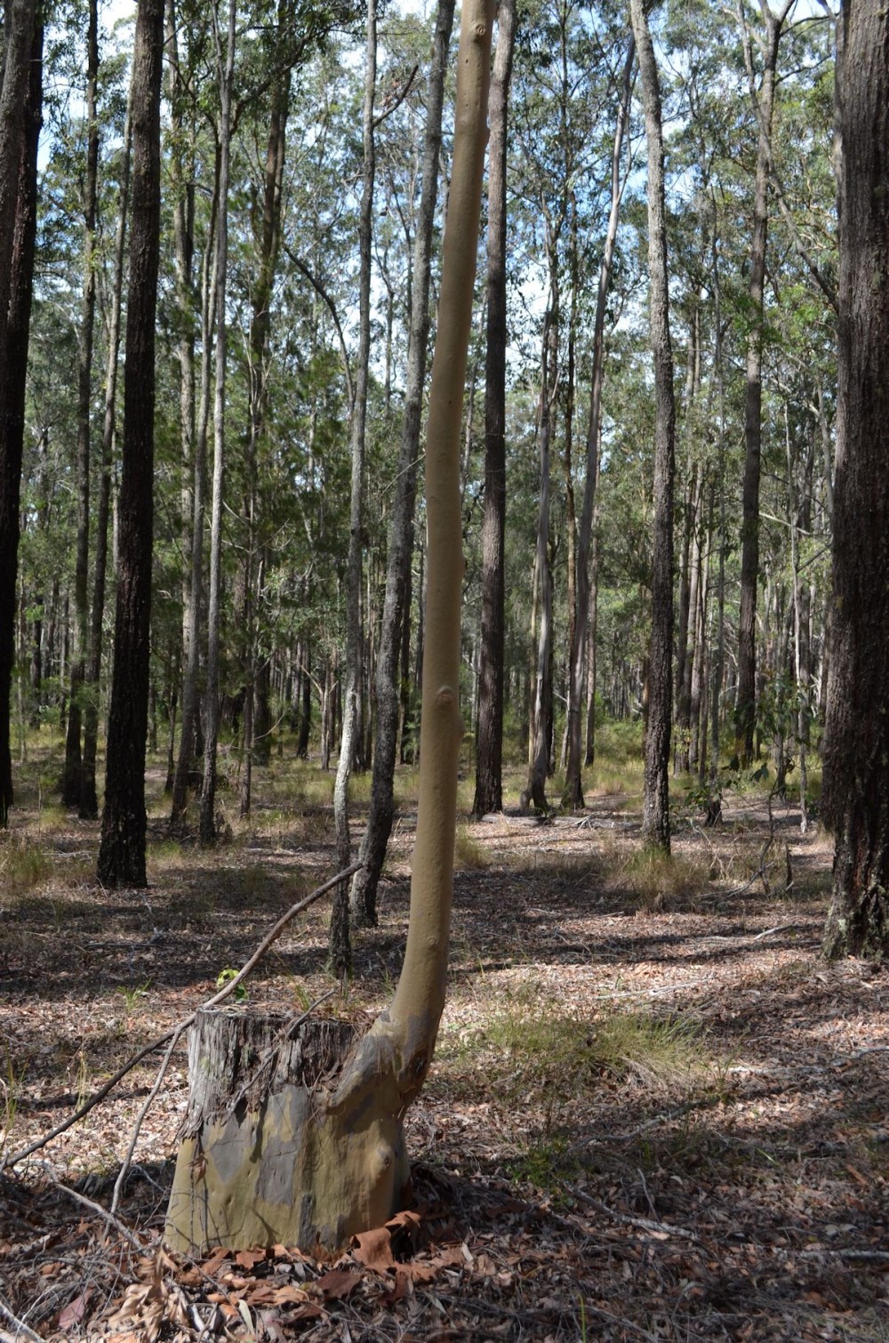 Open for inspection in Nabiac