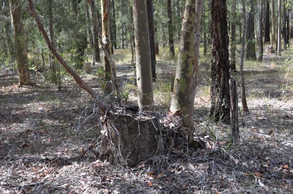 Selling your property in Nabiac