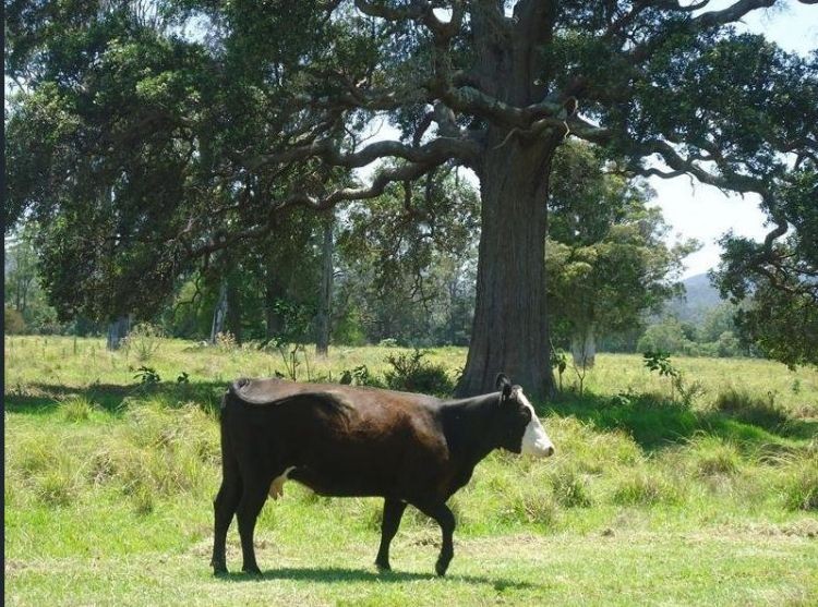 Real Estate in Dyers Crossing