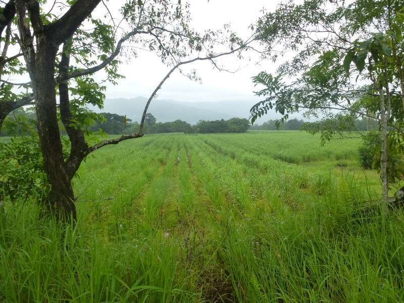 Property For Sale in Babinda