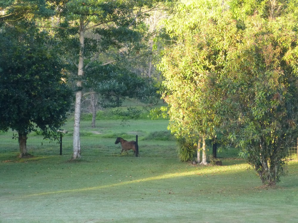 Real Estate in Garradunga