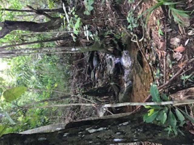 Real Estate in Bramston Beach