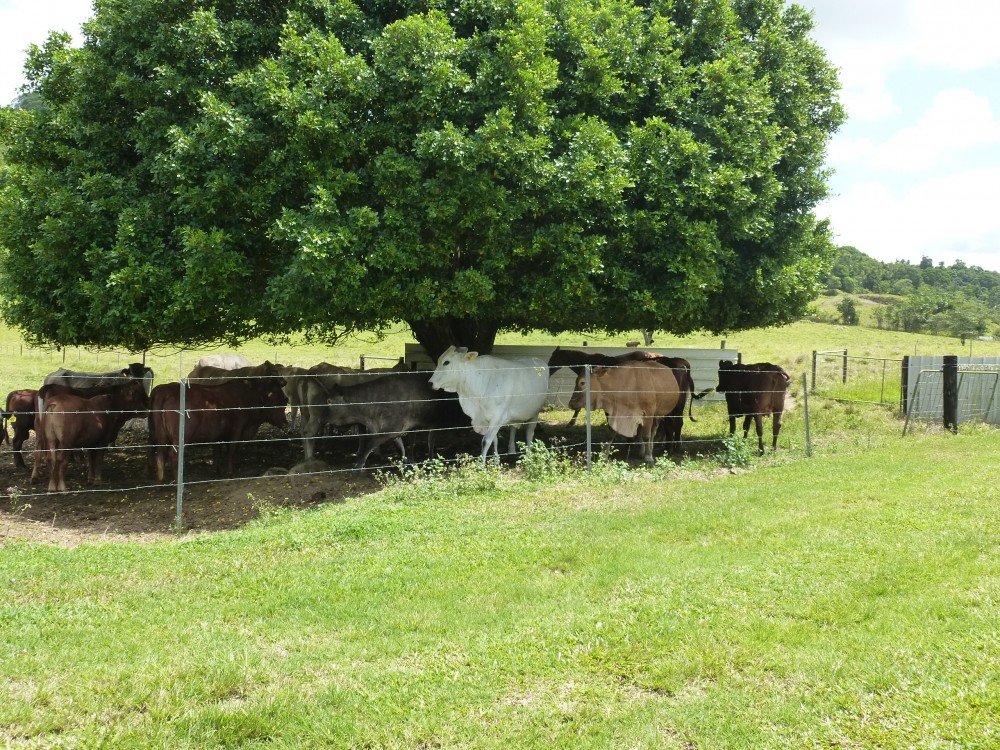 Cairns Properties For Sale