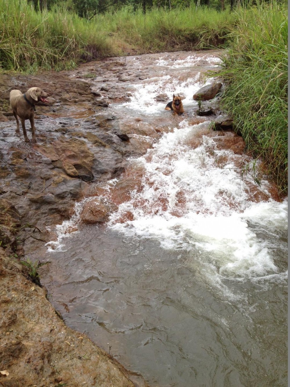 Eubenangee real estate For Sale