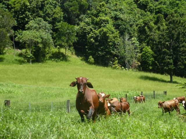 Property For Sale in Babinda