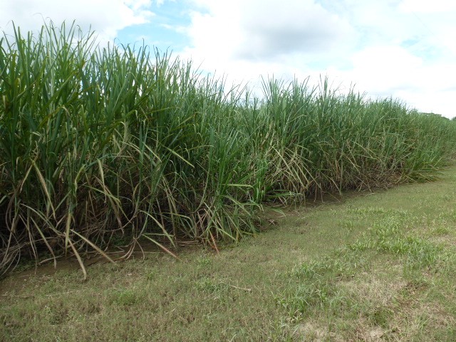 Babinda Properties For Sale