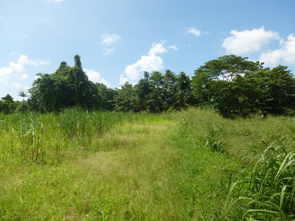 Real Estate in Babinda