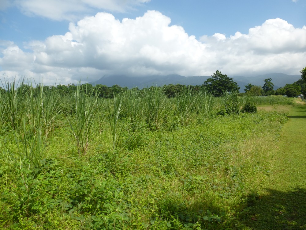 Real Estate in Babinda